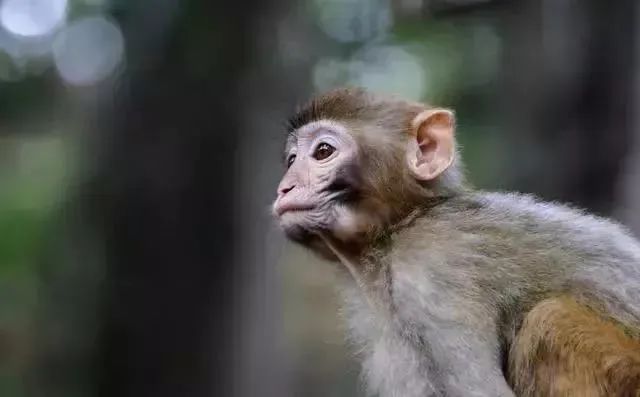 晚婚的猴男性格更为外向的生肖女有哪些？