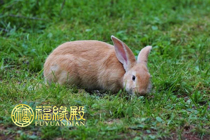 风水堂：属兔人的五行属相