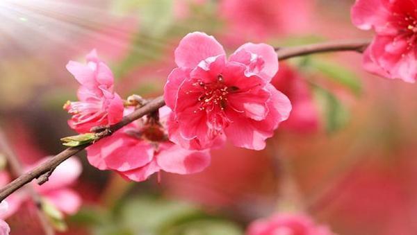 为什么本命年桃花特别旺？以及你的桃花运好怎么回事