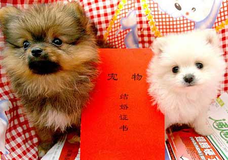 属狗女结婚大利月吉日2023年属夫妻哪个月结婚好
