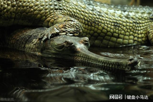 不单有龙的传说，也是差不多地球是平的一个道理