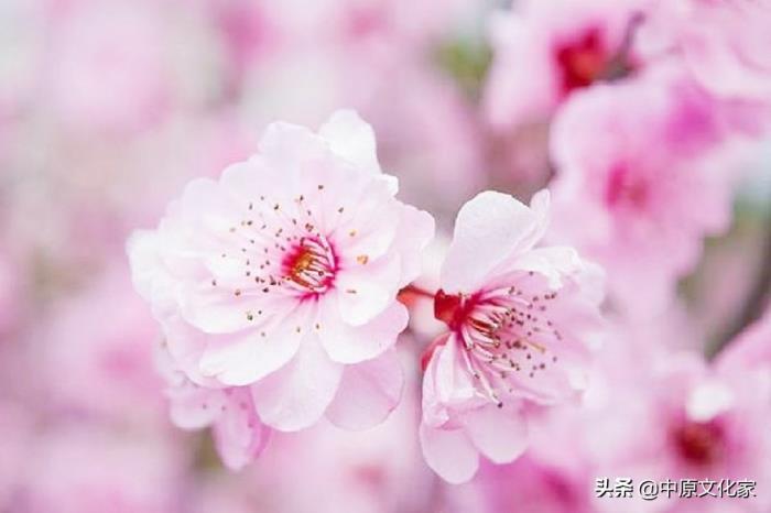 将来812天，财运旺盛如火，事业腾飞的生肖