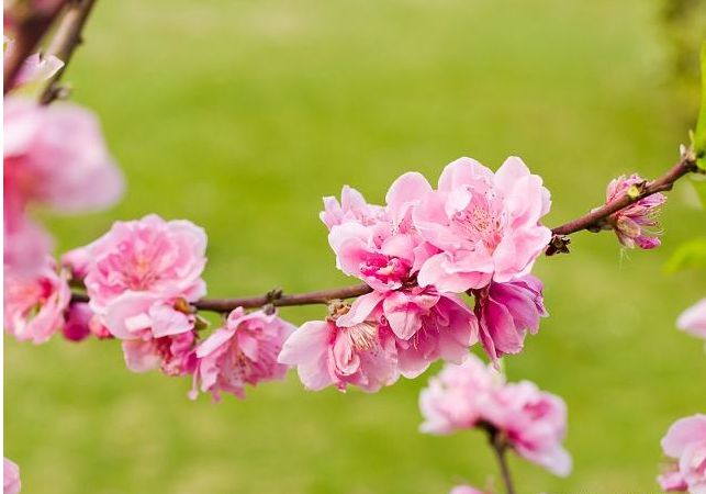 杨弘朔：算命婚姻桃花运好的一面
