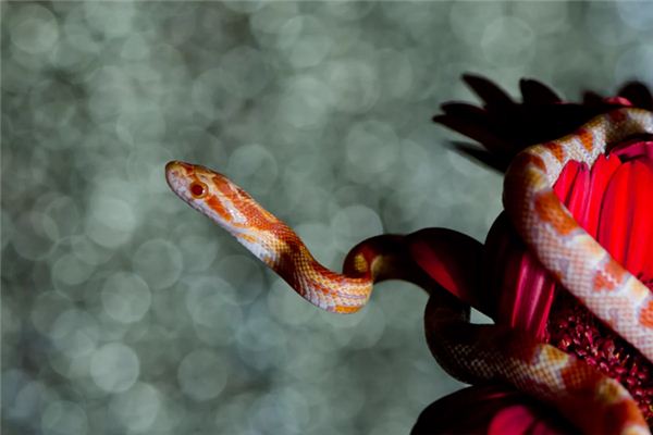 风水堂：梦见被蛇咬是什么意思？