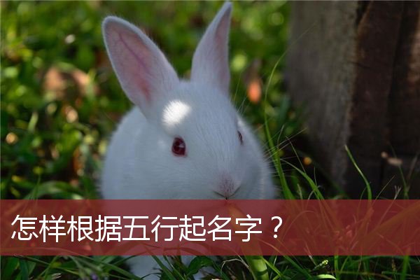 2023年吴姓女宝宝取名大全，双兔年必备！