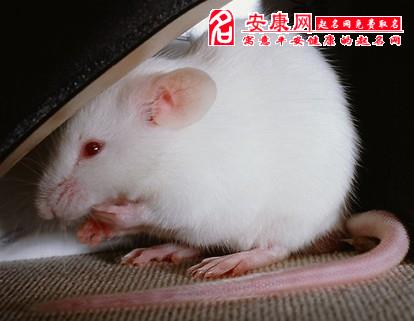 风水堂：女人梦见老鼠是什么征兆