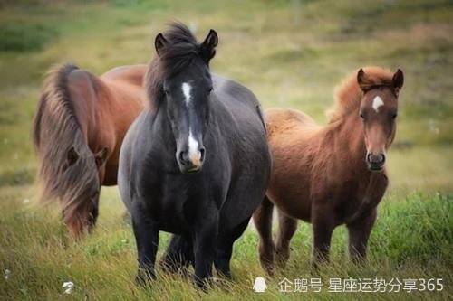 十二生肖属马的最佳婚配对象是谁