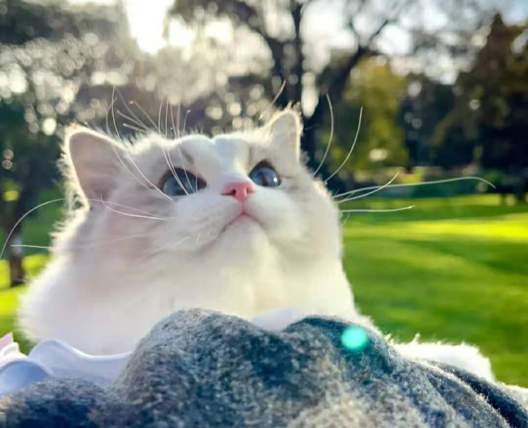 萌爪问答角|猫咪晚上在家里跑酷怎么办？