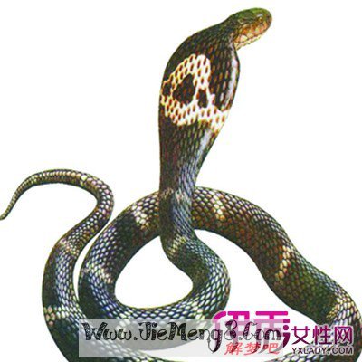 梦见被蛇咬寓意意味着什么呢？梦境解析又有哪些