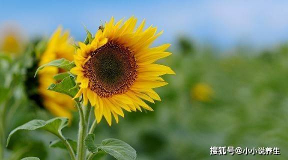 2023年下半年，喜鹊上门报喜，招财进宝的生肖猪