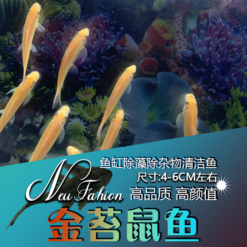 海中金命的女人命运好不好，有你吗？