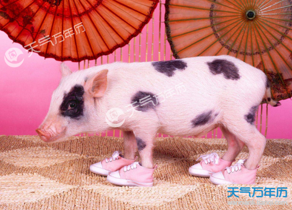 2019猪宝宝出世旺父母2019年，命运多福之人