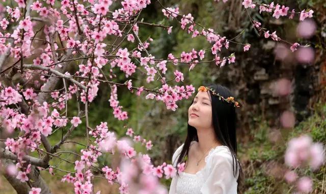 风水堂:四季桃花何时开放，何时芬芳