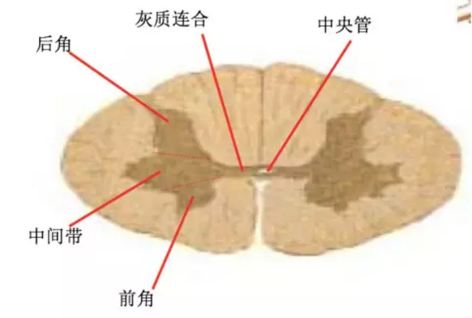 如何从生辰八字中判断出易短寿的命理信息