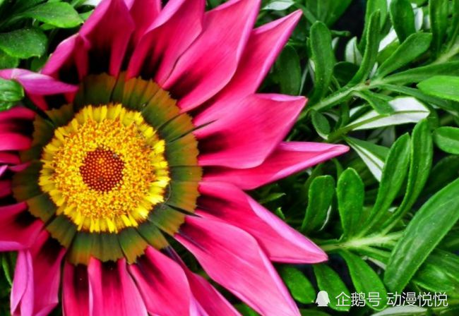 农历这几个月出生的生肖，十一月行运聚财