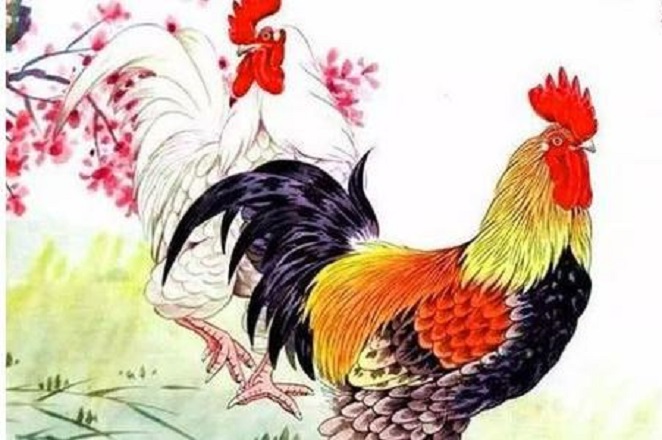 属羊与属鸡婚配好不好?生肖配对