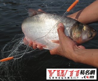 风水堂：梦见自己抓鱼是吉兆吗