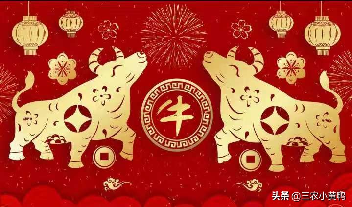 老人们常说：无论男女，牛年出生的人，生活最好！