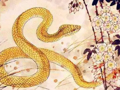 属蛇的人这辈子注定会失败吗？
