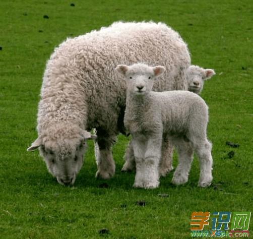 不宜配对的生肖和不适合结婚的生肖