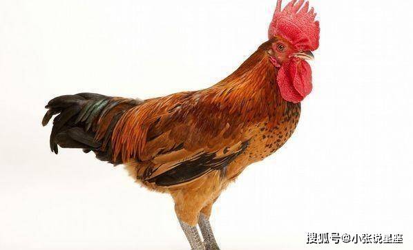 猪和鸡相配吗？