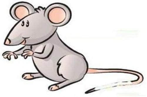 鼠生肖的生肖综合列表