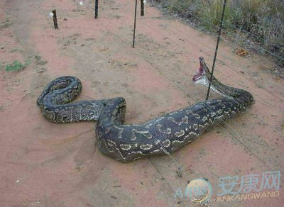 b型血女人的性格特点 B型血女生性格解析