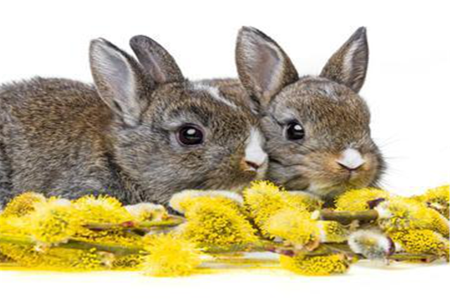1987年是兔年出生的贵人。  1987年出生的贵人的生肖是兔年。