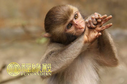 属猴人：2021年属猴牛年生肖相配图