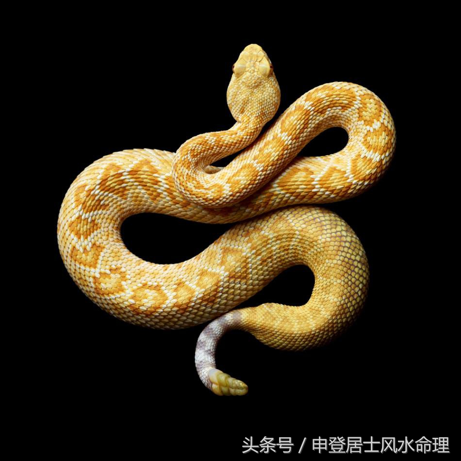 详解一家四口最佳生肖组合！