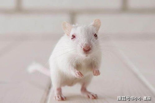 属鼠男和属兔女在一起会有什么后果吗？ 属鼠男和属兔女适合在一起吗？