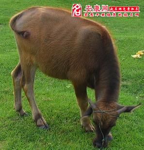 b型血女人的性格特点 B型血女生性格解析