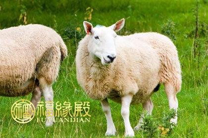羊年出生的男人和狗年出生的女人合适吗？ 婚姻怎么样？ 羊年生男与狗年生女的婚姻分析。