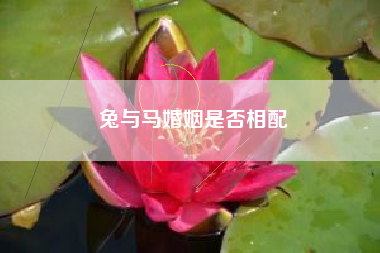 十二生肖结婚大全表非常准确十二生肖最佳配对表