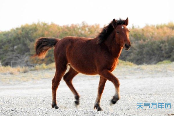 马生肖婚姻图 马生肖哪个生肖最适合？