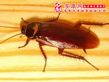 b型血女人的性格特点 B型血女生性格解析