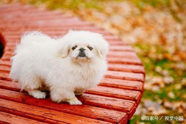纯白无暇的狗狗，如何取一个独特的名字？