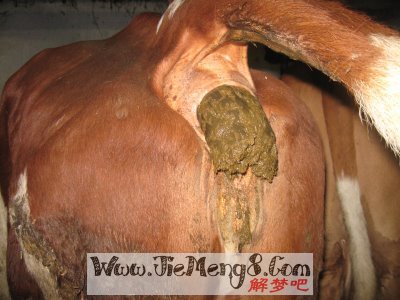 梦见自己拉屎好不好_拉屎梦见沾一屁股_拉屎梦见自己拉屎拉不完的事