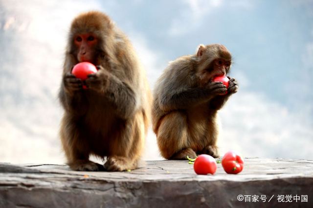 生肖猴2023年运势_猴在2023年运势_68年属猴的2023年运势怎么样