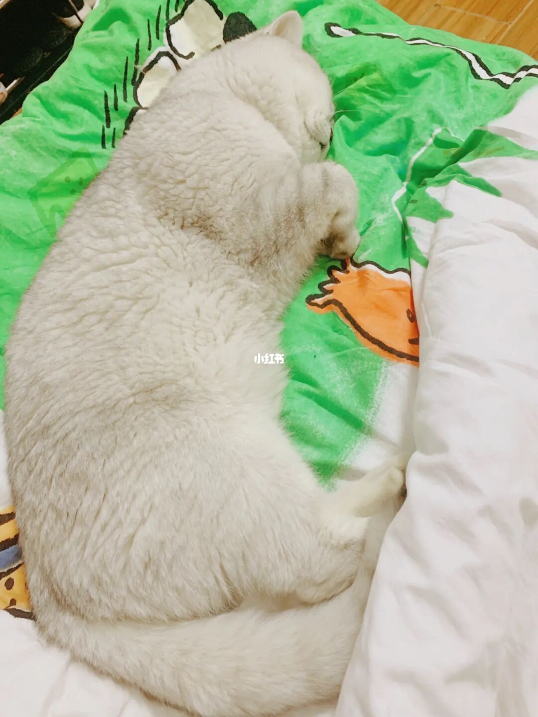 梦见猫生了一窝_梦见猫生了一窝小猫是什么预兆_梦到猫在被窝里生小猫