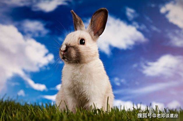 属兔人过了36岁坎能转运吗_属兔的坎_兔年转运