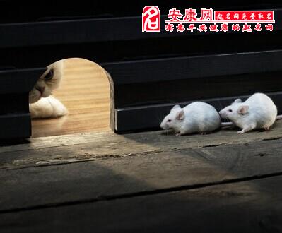 梦的打老鼠_梦见打老鼠是什么征兆_能见打老鼠