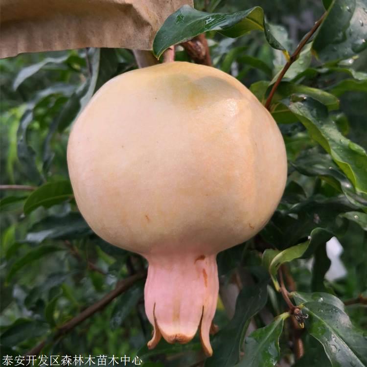 辛酉年石榴木命详解_辛酉年生石榴木命是什么意思_辛酉日石榴木