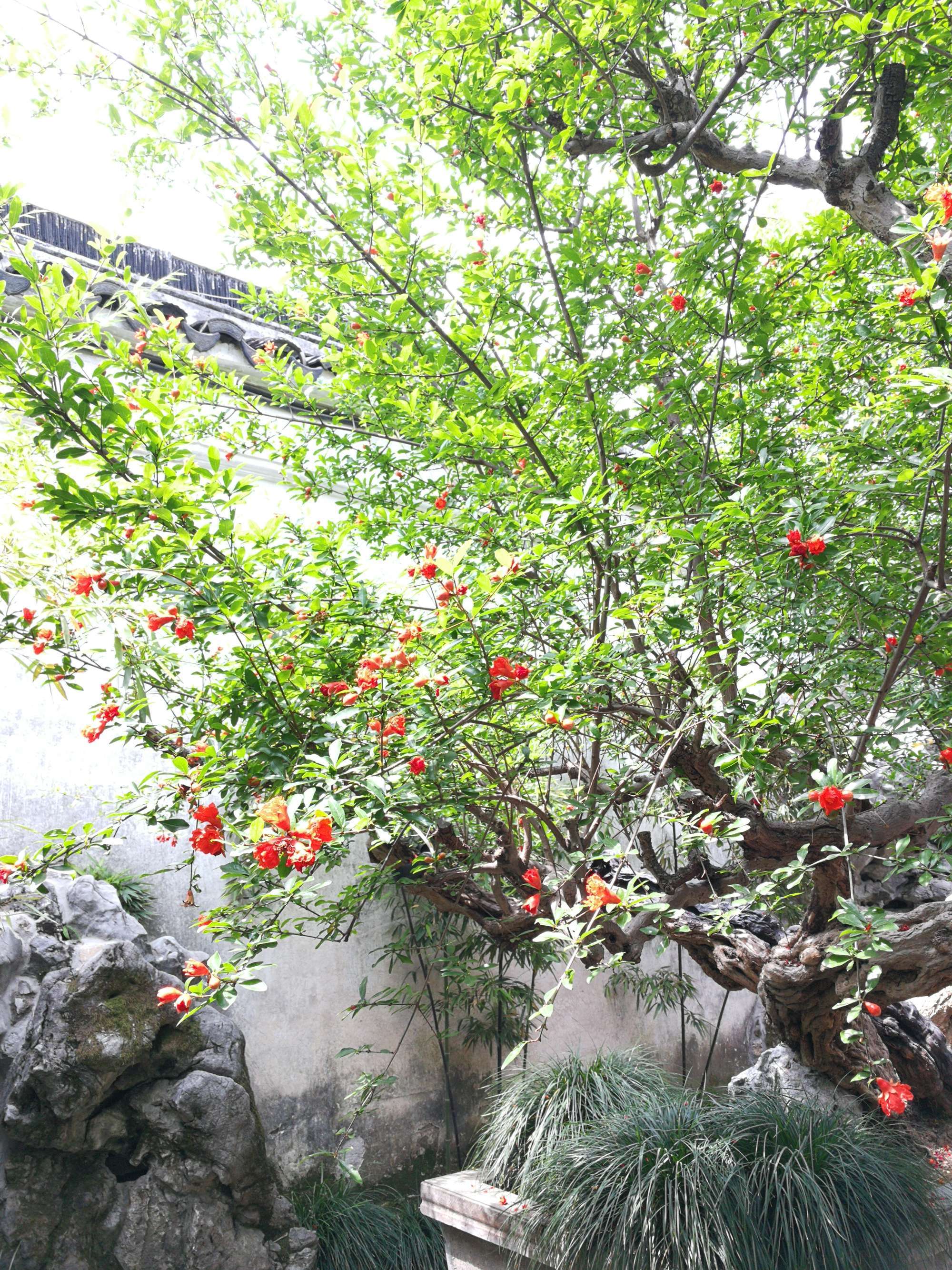 辛酉纳音为石榴木可以生火_辛酉年石榴木命五行缺什么_辛酉年生石榴木命是什么意思