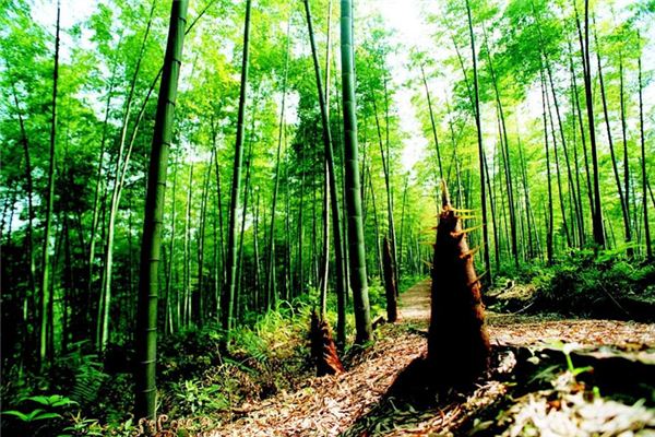 孕妇生龙凤胎的梦_梦见自己生了龙凤胎预示着什么意思_胎梦梦到生龙凤胎