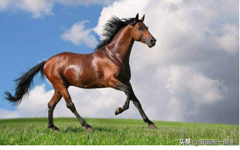 属马月份解析_属相马月份命运_看属相算命属马十月份