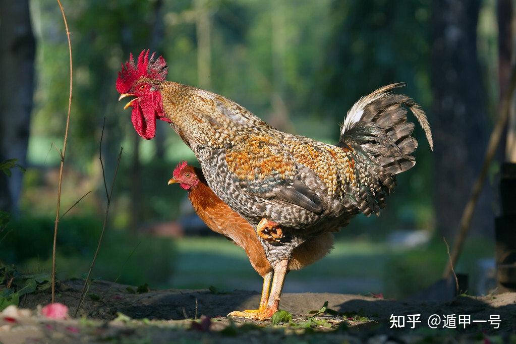 龙与鸡属相合不合_鸡龙的属相合不合_鸡龙相合什么生肖