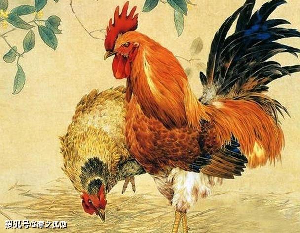 兔鸡合吗_兔鸡婚配合适吗_鸡兔是否合婚