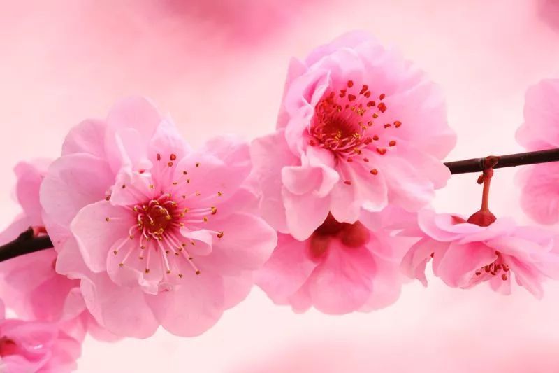 桃花阵是害人的吗_什么叫害桃花_桃花害什么意思