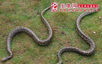 梦见群蛇缠身是什么预兆_梦见群蛇围绕是什么意思_梦见一群蛇